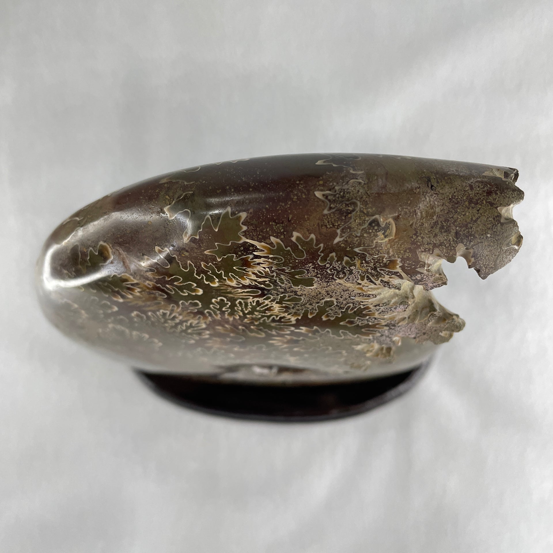 Natural Ammonite Ammonoid Fossil with Wooden Stand 875.2g 111.8 by 87.2 by 159.5mm - Huangs Jadeite and Jewelry Pte Ltd