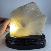 Natural Limestone Display Seashell with Wooden Stand 912.8g 150.0 by 88.0 by 142.0mm - Huangs Jadeite and Jewelry Pte Ltd
