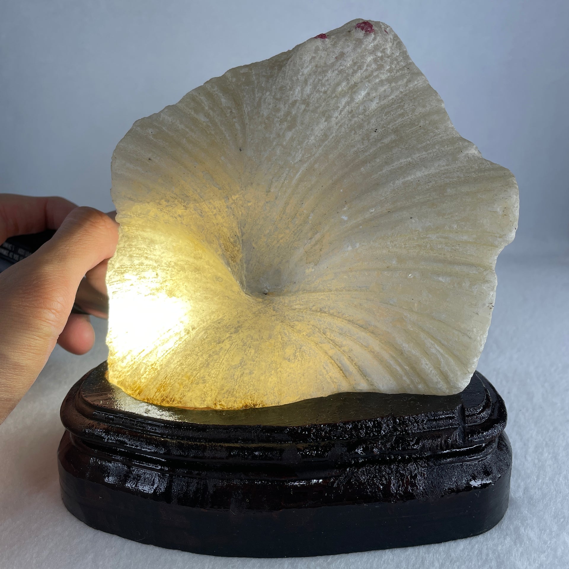 Natural Limestone Display Seashell with Wooden Stand 912.8g 150.0 by 88.0 by 142.0mm - Huangs Jadeite and Jewelry Pte Ltd