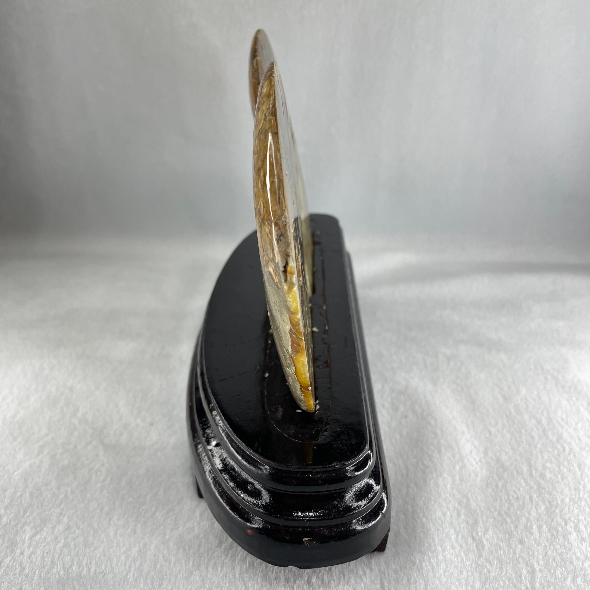 Natural Ammonite Ammonoid Fossil with Wooden Stand 732.0g 220.0 by 76.7 by 150.0mm - Huangs Jadeite and Jewelry Pte Ltd