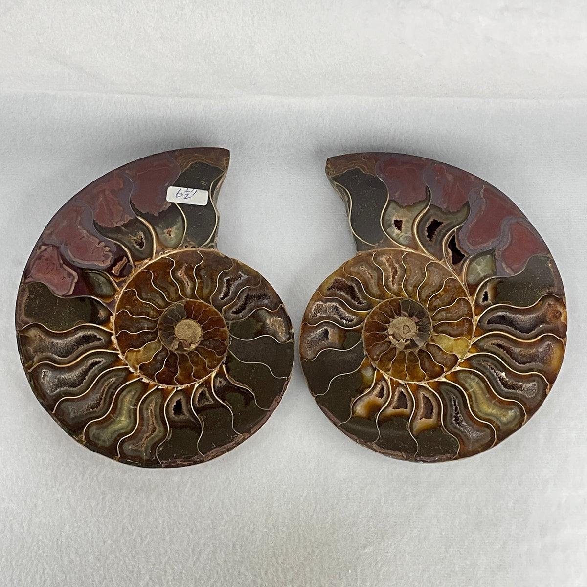 Natural Ammonite Ammonoid Fossil Pair Display Specimen | 165.0mm Mirror-Matched Chamber Matrix (883.4g | 165.0x130.5x37.3mm)