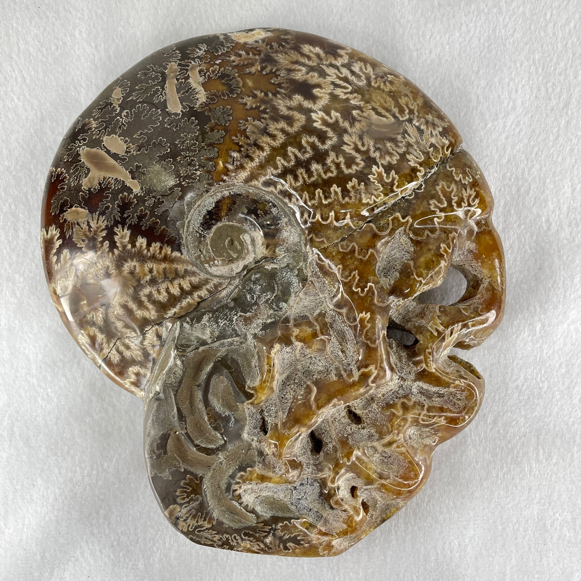 Natural Ammonite Ammonoid Fossil with Wooden Stand - Huangs Jadeite and Jewelry Pte Ltd
