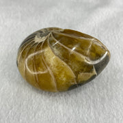 Natural Ammonite Ammonoid Fossil with Wooden Stand 257.9g 82.4 y 64.1 by 97.0mm - Huangs Jadeite and Jewelry Pte Ltd