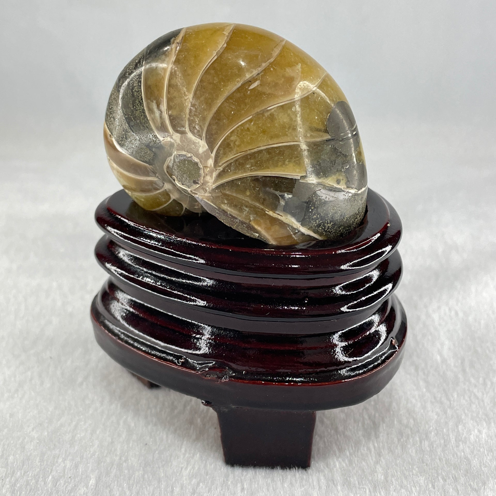 Natural Ammonite Ammonoid Fossil with Wooden Stand 257.9g 82.4 y 64.1 by 97.0mm - Huangs Jadeite and Jewelry Pte Ltd