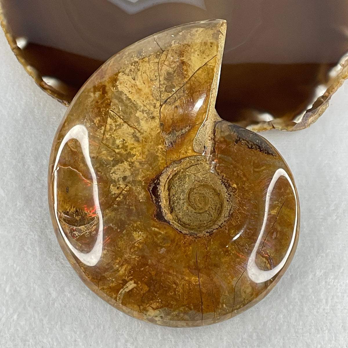 Natural Ammonite Ammonoid Fossil Display Specimen | 113.0mm Ancient Suture Spiral Matrix (360.4g |113.0x92.5x30.8mm)