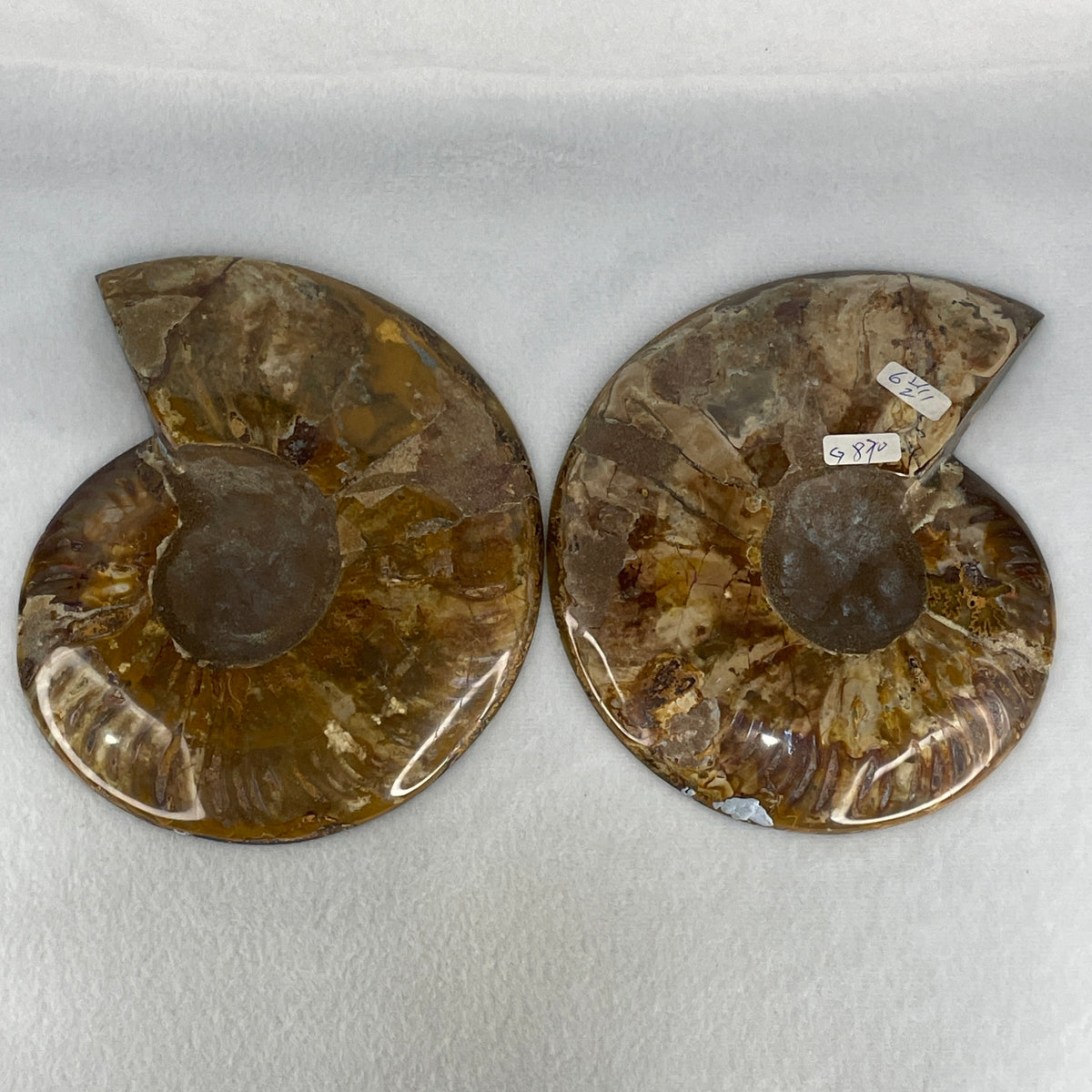 Natural Ammonite Ammonoid Fossil Pair Display Specimen | 170.0mm Mirror-Matched Chamber Matrix (864.3g Combined | Each About 170.0x135.5x37.0mm)