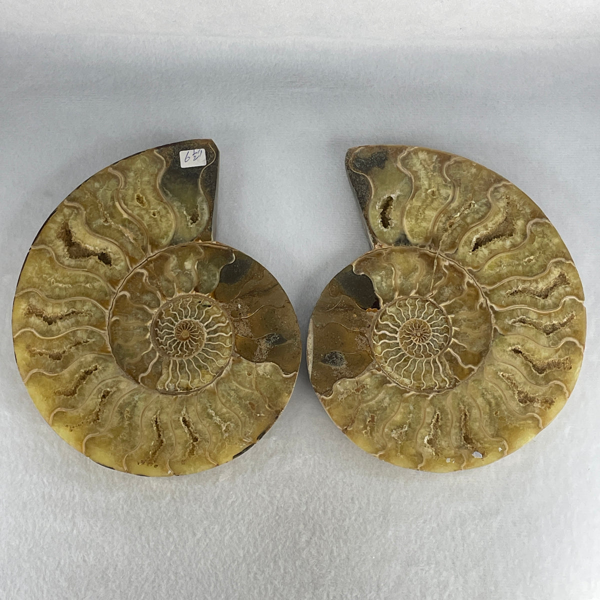 Natural Ammonite Ammonoid Fossil Pair Display Specimen | 180.0mm Mirror-Matched Chamber Matrix (944.5g Combined | Each About 180.0x137.5x37.8mm)