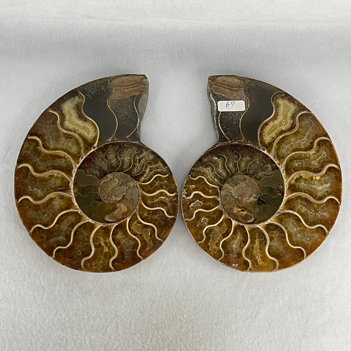 Natural Ammonite Ammonoid Fossil Pair Display Specimen | 148.5mm Mirror-Matched Chamber Matrix (725.0g | 148.5x117.8x36.6mm)