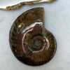 Natural Ammolite Fossil Display 71.47g 61.6 by 48.8 by 18.8mm - Huangs Jadeite and Jewelry Pte Ltd