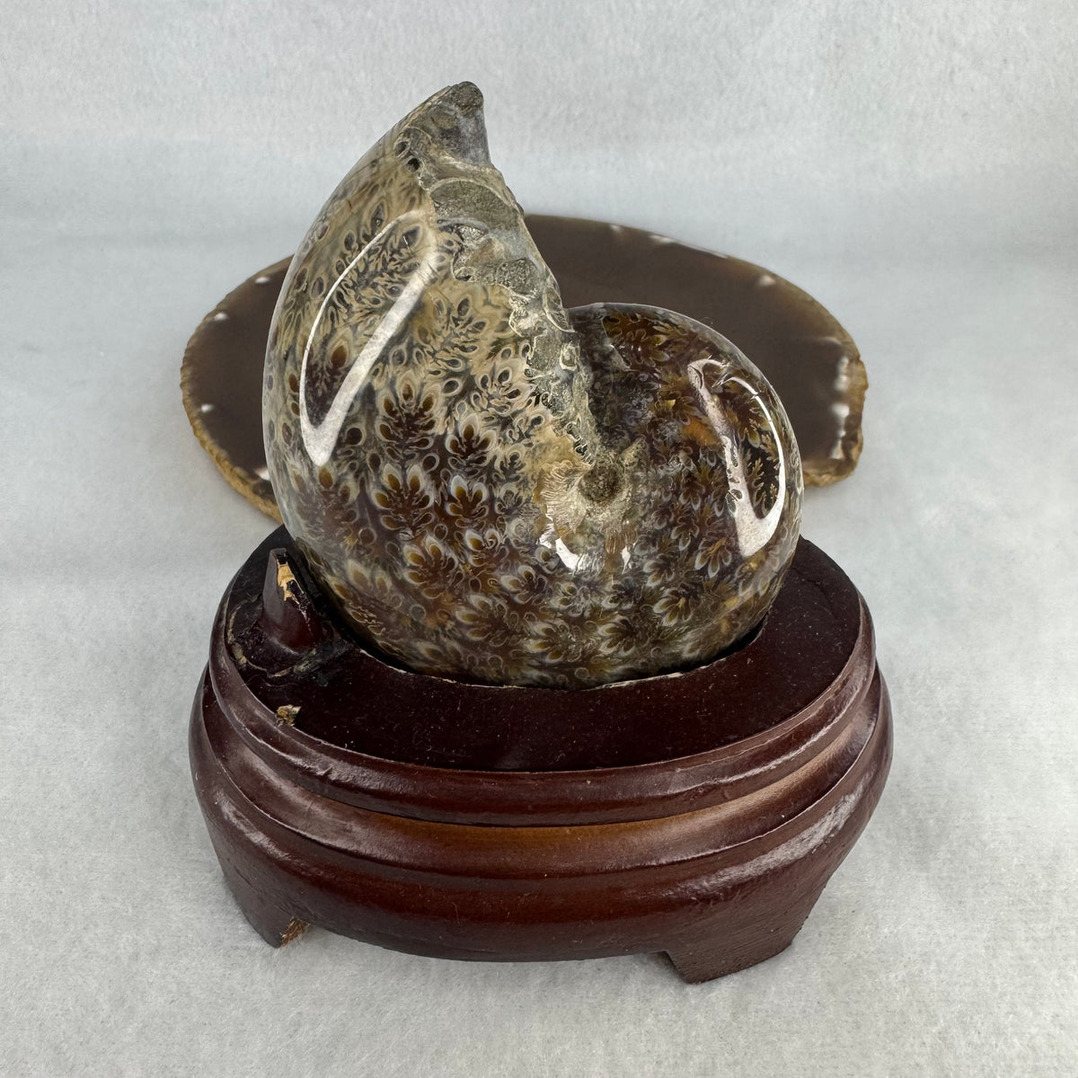 Natural Ammonite Ammonoid Shell Fossil with Wooden Display Stand | Ancient Prehistoric Marine Specimen (347.6g | 102.0 x 76.5 x 106.0mm)