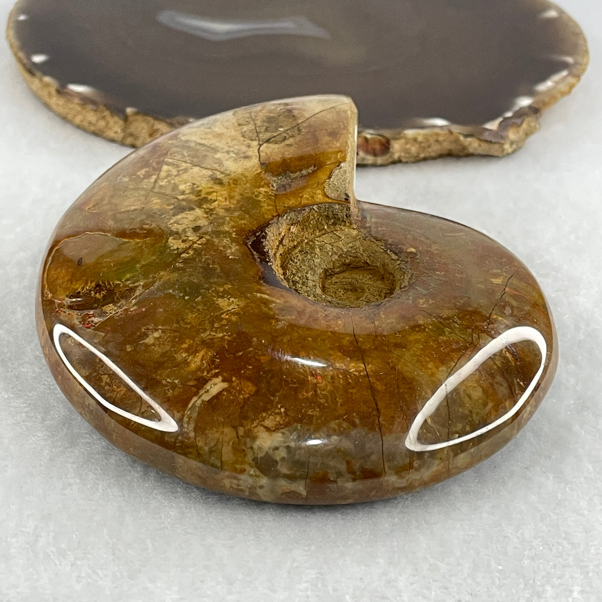 Natural Ammonite Ammonoid Fossil Display Specimen | 113.0mm Ancient Suture Spiral Matrix (360.4g |113.0x92.5x30.8mm)