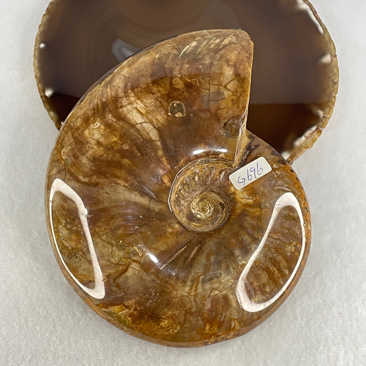 Natural Ammonite Ammonoid Fossil Display Specimen | 150.0mm Ancient Suture Spiral Matrix (695.7g | Each About 150.0x119.0x36.0mm)