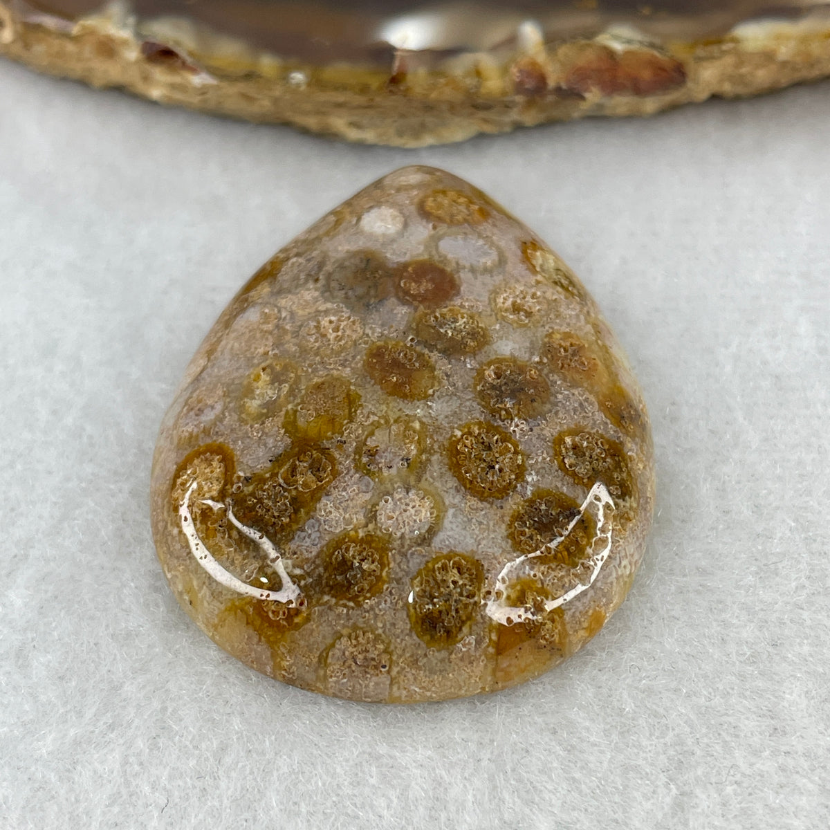 Natural Agatized Fossil Coral Teardrop Pendant | Ancient Botanical Star Pattern Fossil Gemstone (18.13g | 44.0 x 32.6 x 9.2mm)