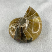 Natural Ammonite Ammonoid Fossil with Wooden Stand 257.9g 82.4 y 64.1 by 97.0mm - Huangs Jadeite and Jewelry Pte Ltd