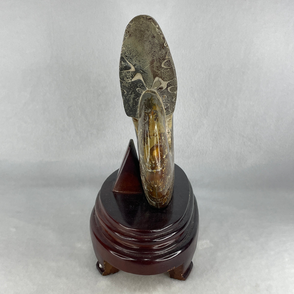 Natural Large Ammonite Ammonoid Shell Fossil with Wooden Display Stand | Masterpiece Prehistoric Marine Specimen (1,398.2g | 180.0 x 100.0 x 210.0mm)