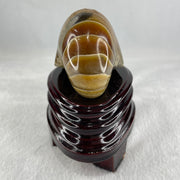 Natural Ammonite Ammonoid Fossil with Wooden Stand 331.4g 92.0 by 70.2 y 103.5mm - Huangs Jadeite and Jewelry Pte Ltd