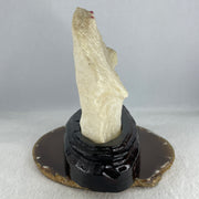 Natural Limestone Display Seashell with Wooden Stand 912.8g 150.0 by 88.0 by 142.0mm - Huangs Jadeite and Jewelry Pte Ltd