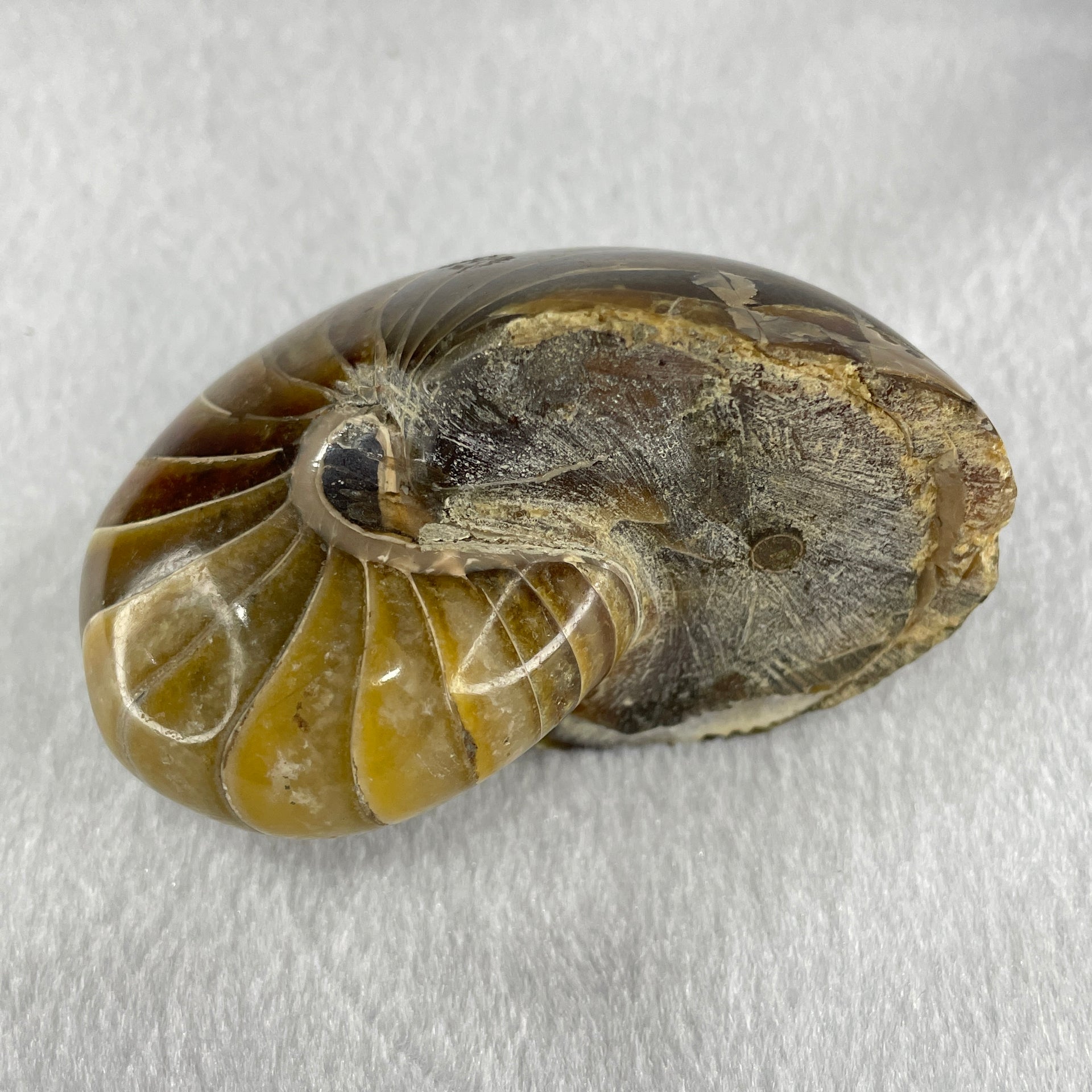 Natural Ammonite Ammonoid Fossil with Wooden Stand 331.4g 92.0 by 70.2 y 103.5mm - Huangs Jadeite and Jewelry Pte Ltd