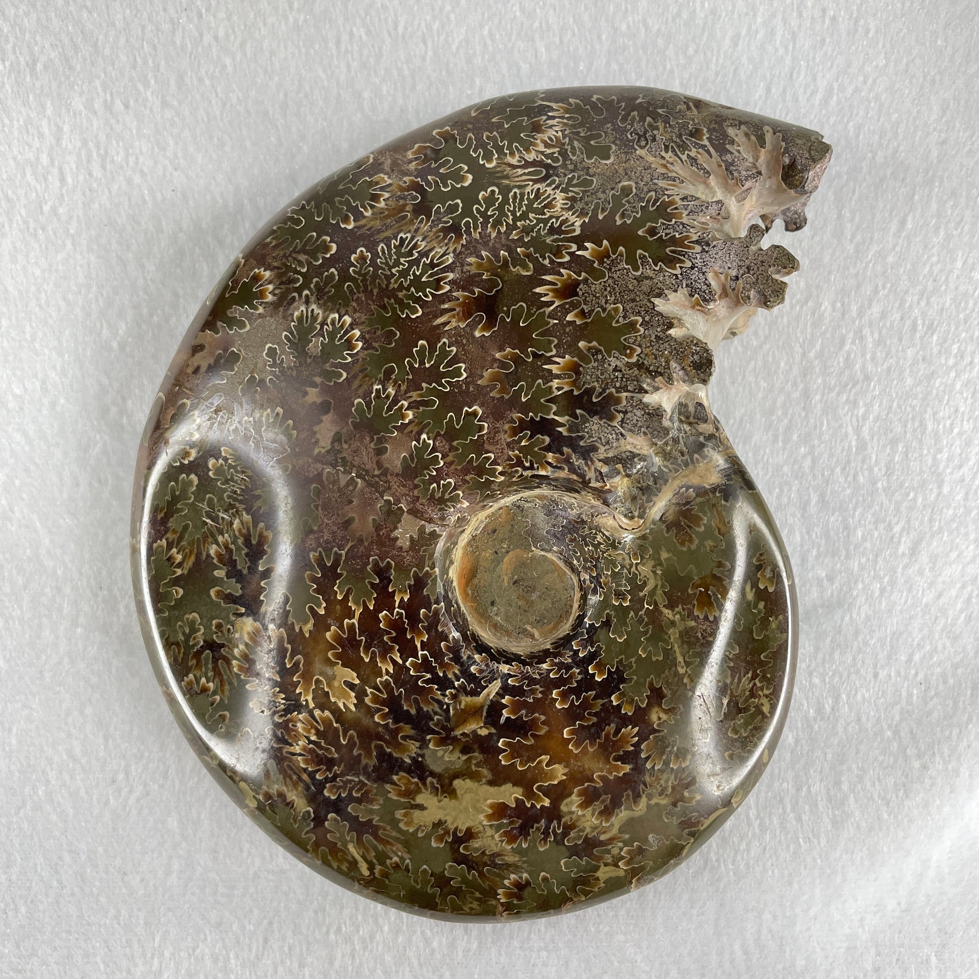 Natural Ammonite Ammonoid Fossil with Wooden Stand 875.2g 111.8 by 87.2 by 159.5mm - Huangs Jadeite and Jewelry Pte Ltd