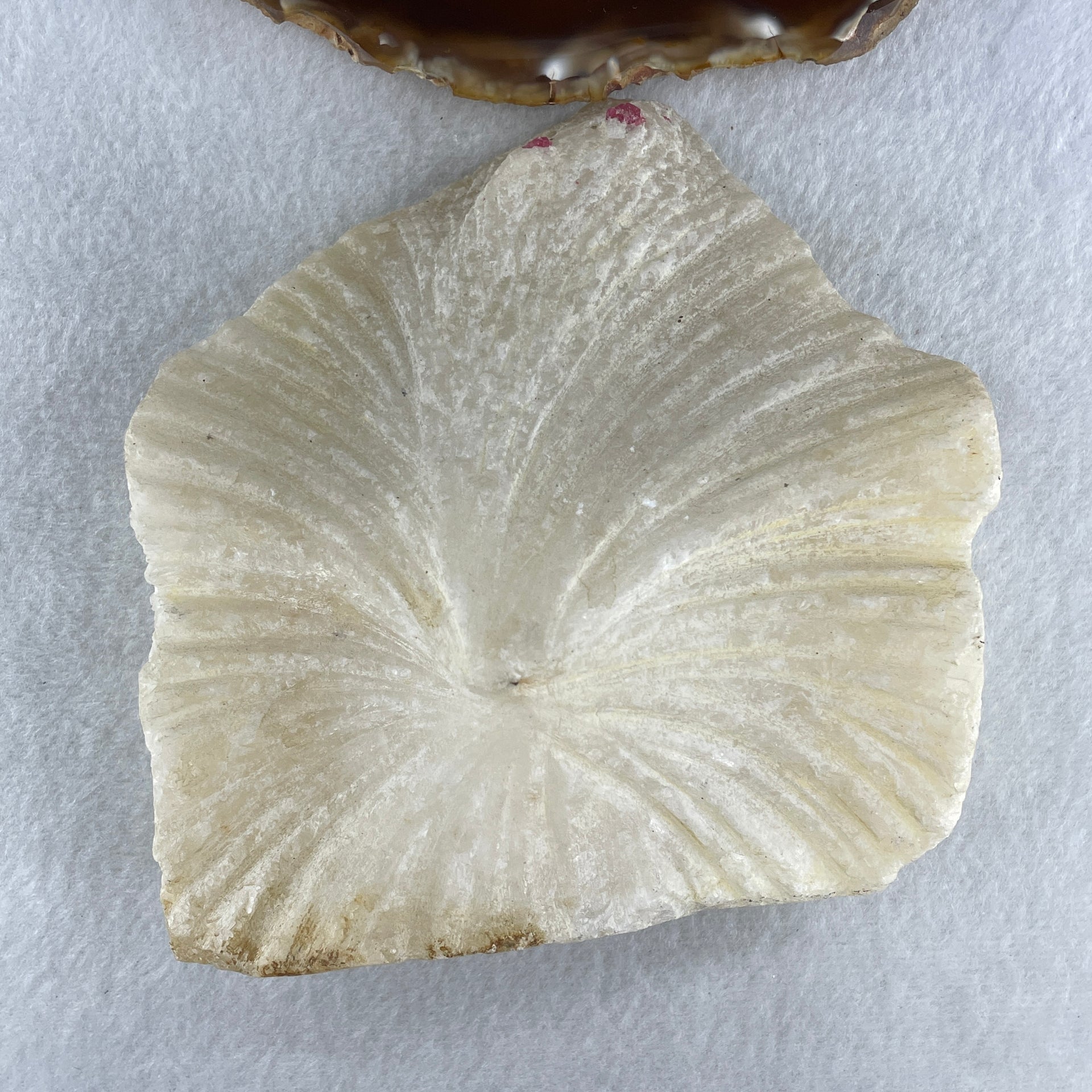 Natural Limestone Display Seashell with Wooden Stand 912.8g 150.0 by 88.0 by 142.0mm - Huangs Jadeite and Jewelry Pte Ltd