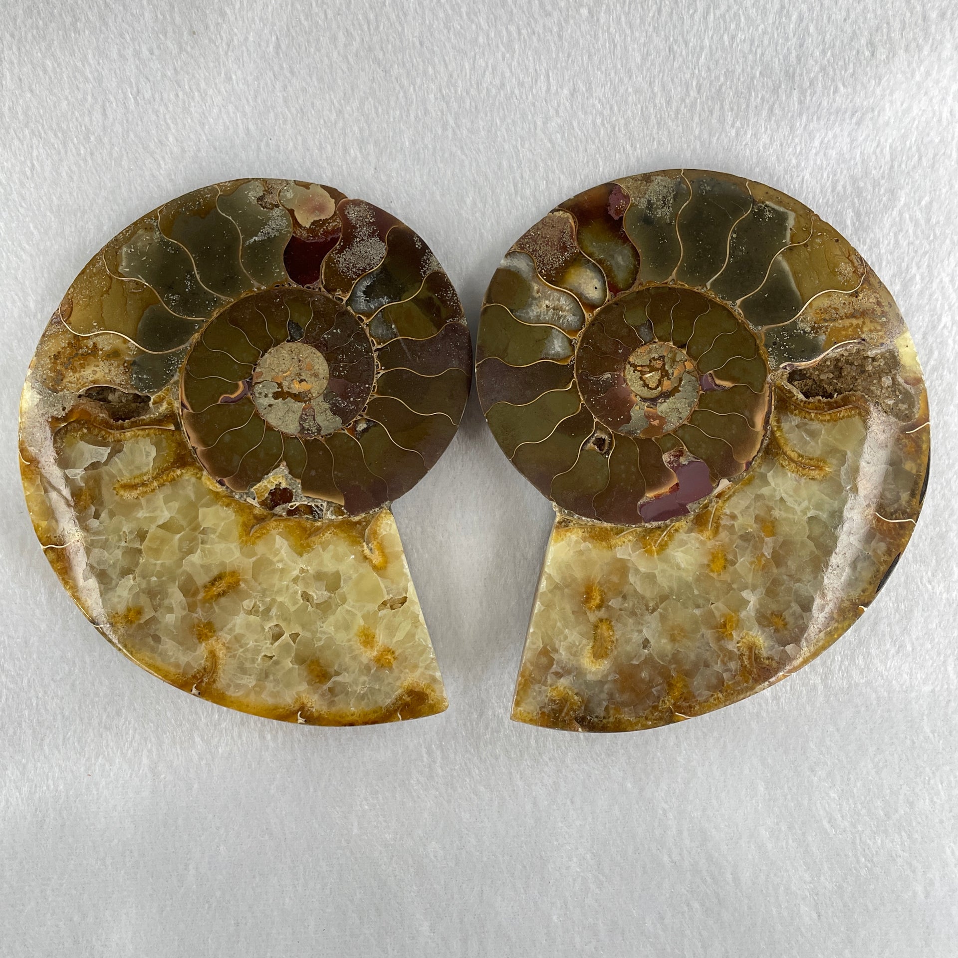 Natural Ammonite Ammonoid Fossil with Wooden Stand 732.0g 220.0 by 76.7 by 150.0mm - Huangs Jadeite and Jewelry Pte Ltd