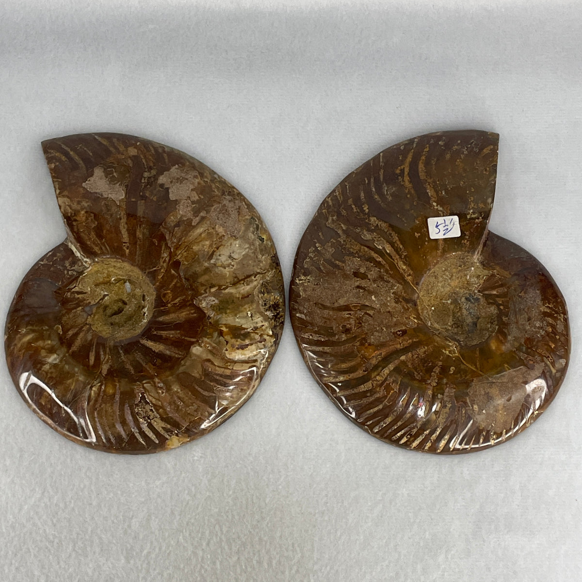 Natural Ammonite Ammonoid Fossil Pair Display Specimen | 146.0mm Mirror-Matched Chamber Matrix (672.5g Combined | 146.0x112.5x34.7mm)