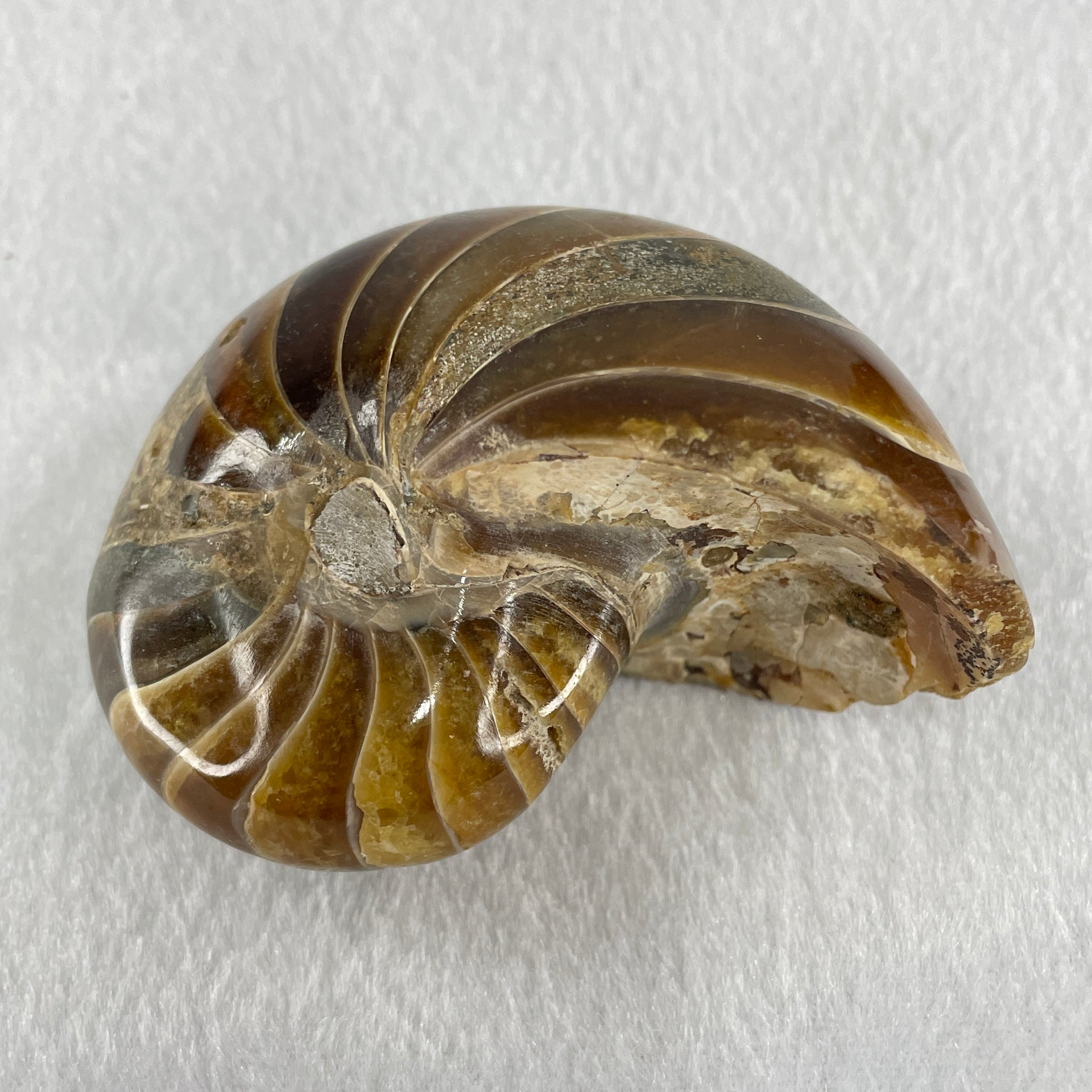 Natural Ammonite Ammonoid Fossil with Wooden Stand 288.6g 88.8 by 69.5 by 101.7mm - Huangs Jadeite and Jewelry Pte Ltd