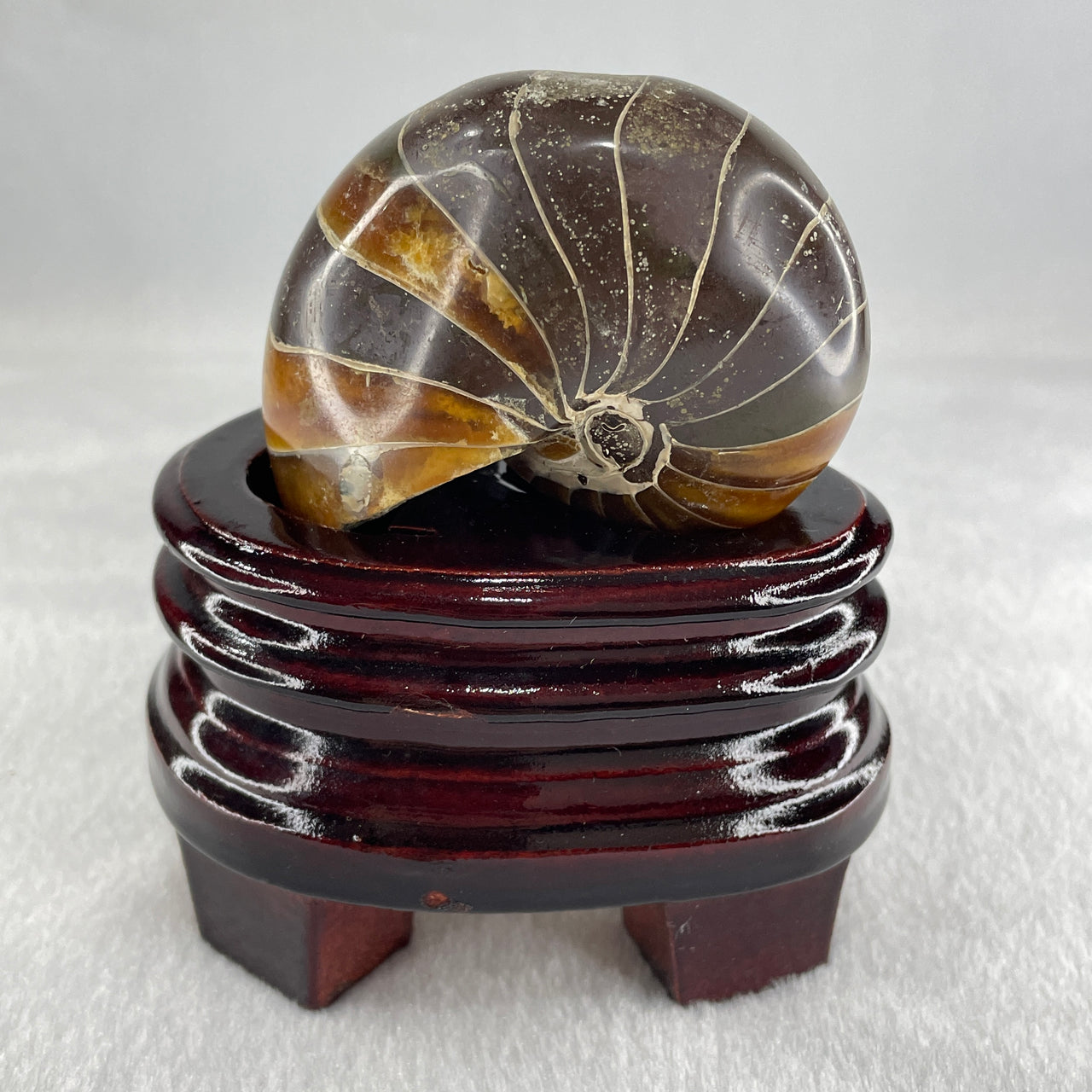 Natural Ammonite Ammonoid Fossil with Wooden Stand 285.7g 89.7 by 67.0 by 98.5mm - Huangs Jadeite and Jewelry Pte Ltd