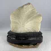 Natural Limestone Display Seashell with Wooden Stand 912.8g 150.0 by 88.0 by 142.0mm - Huangs Jadeite and Jewelry Pte Ltd