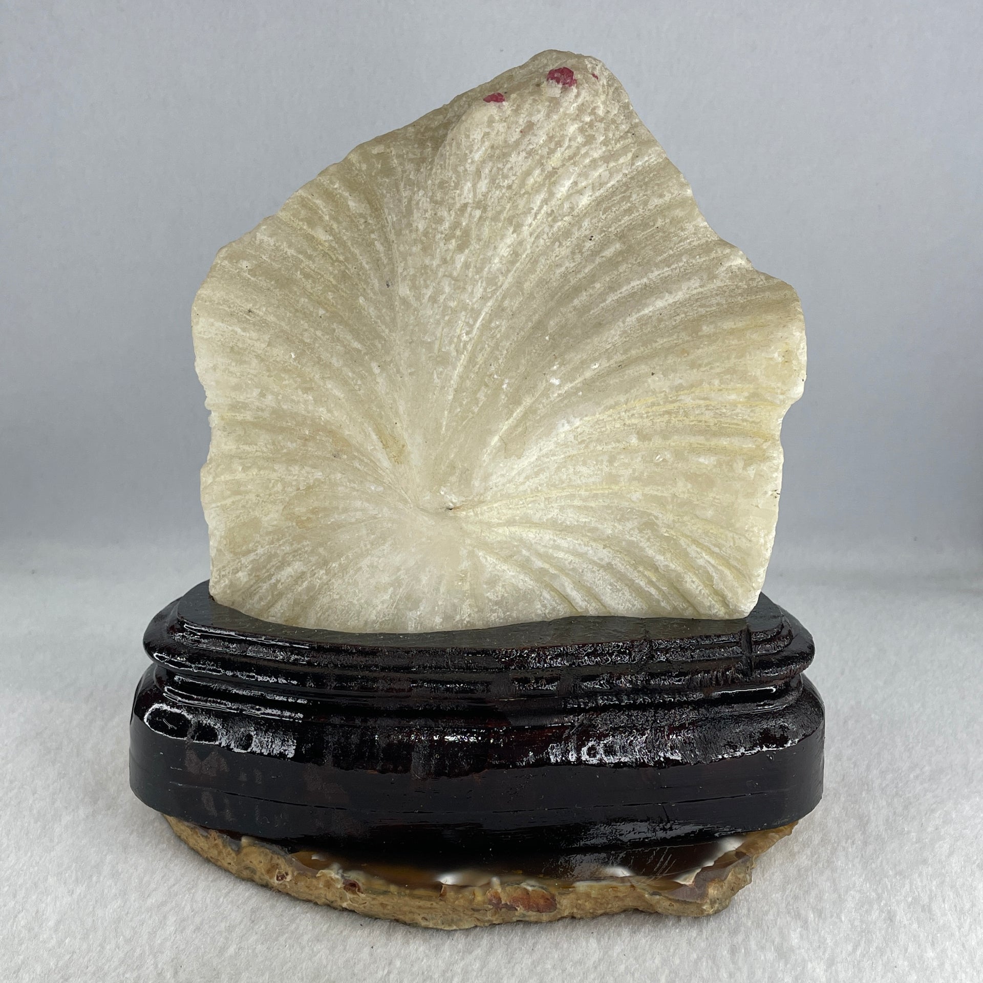 Natural Limestone Display Seashell with Wooden Stand 912.8g 150.0 by 88.0 by 142.0mm - Huangs Jadeite and Jewelry Pte Ltd