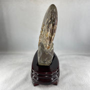 Natural Ammonite Ammonoid Fossil with Wooden Stand - Huangs Jadeite and Jewelry Pte Ltd