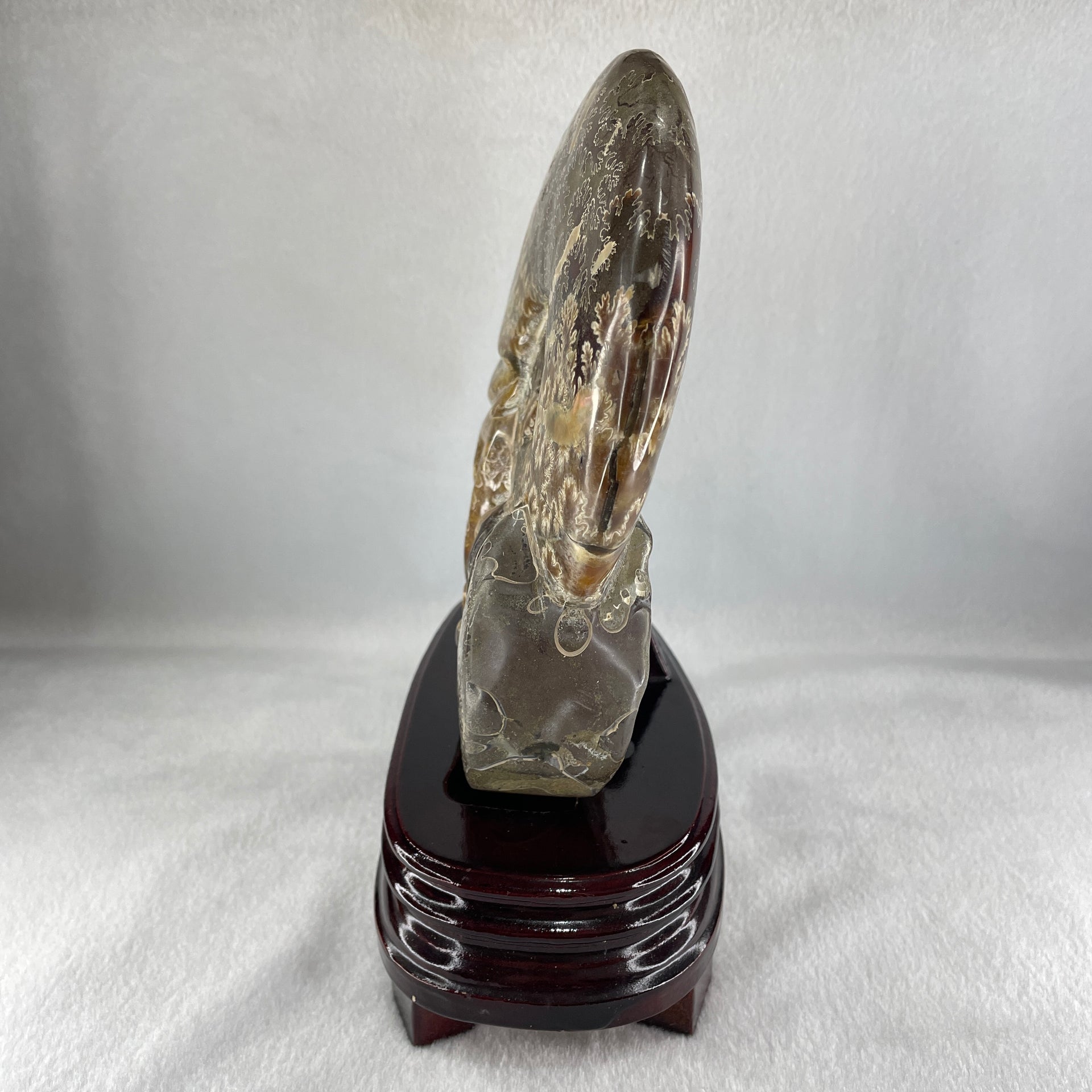 Natural Ammonite Ammonoid Fossil with Wooden Stand - Huangs Jadeite and Jewelry Pte Ltd