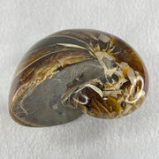 Natural Ammonite Ammonoid Fossil with Wooden Stand 490.3g 104.2 by 81.4 by 110.0mm - Huangs Jadeite and Jewelry Pte Ltd