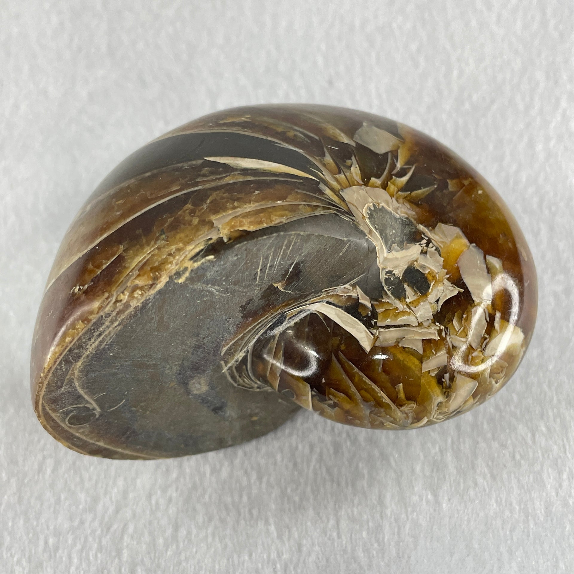 Natural Ammonite Ammonoid Fossil with Wooden Stand 490.3g 104.2 by 81.4 by 110.0mm - Huangs Jadeite and Jewelry Pte Ltd