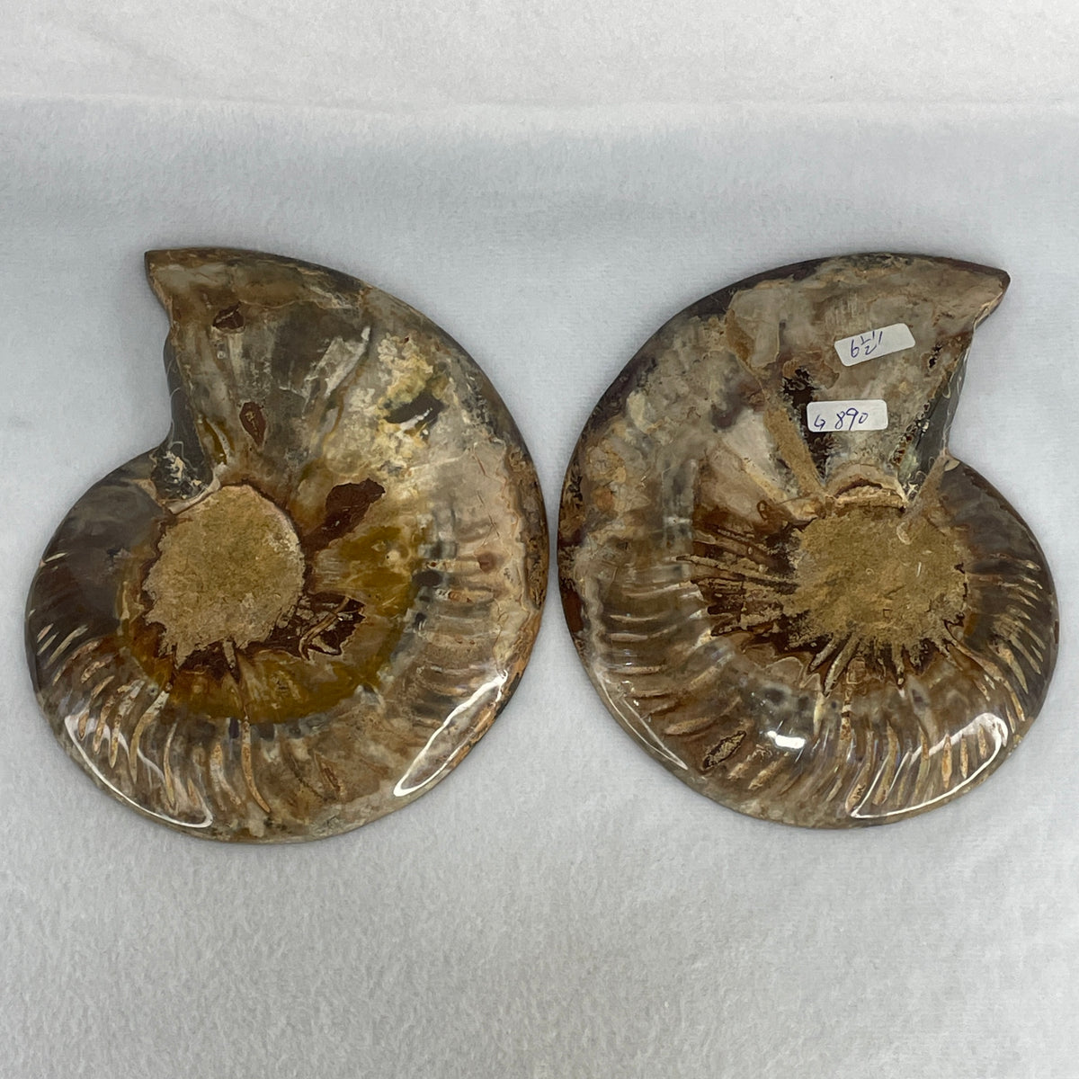 Natural Ammonite Ammonoid Fossil Pair Display Specimen | 165.0mm Mirror-Matched Chamber Matrix (883.4g | 165.0x130.5x37.3mm)