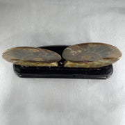 Natural Ammonite Ammonoid Fossil with Wooden Stand 732.0g 220.0 by 76.7 by 150.0mm - Huangs Jadeite and Jewelry Pte Ltd