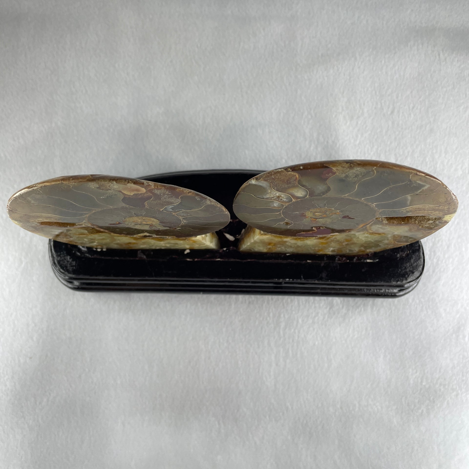 Natural Ammonite Ammonoid Fossil with Wooden Stand 732.0g 220.0 by 76.7 by 150.0mm - Huangs Jadeite and Jewelry Pte Ltd