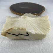 Natural Limestone Display Seashell with Wooden Stand 912.8g 150.0 by 88.0 by 142.0mm - Huangs Jadeite and Jewelry Pte Ltd