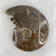 Natural Ammonite Ammonoid Fossil with Wooden Stand 441.7g 117.8 by 77.0 by 142.0mm - Huangs Jadeite and Jewelry Pte Ltd