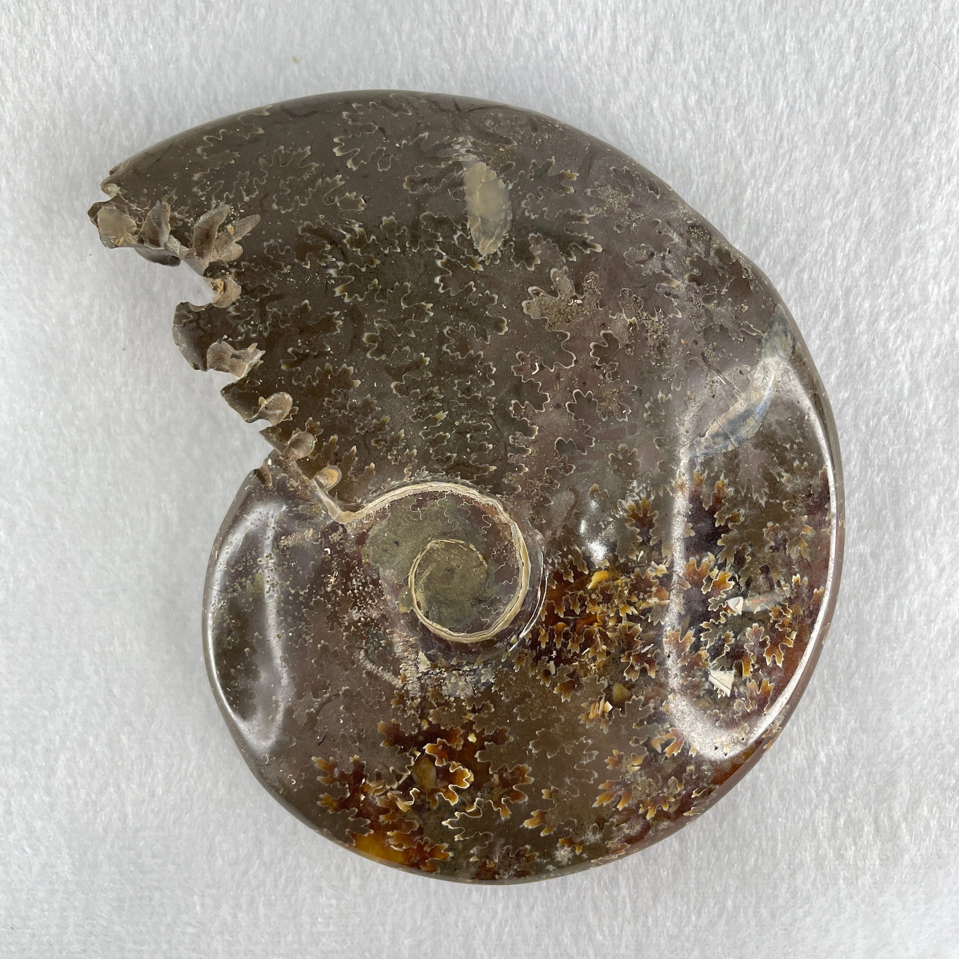 Natural Ammonite Ammonoid Fossil with Wooden Stand 441.7g 117.8 by 77.0 by 142.0mm - Huangs Jadeite and Jewelry Pte Ltd