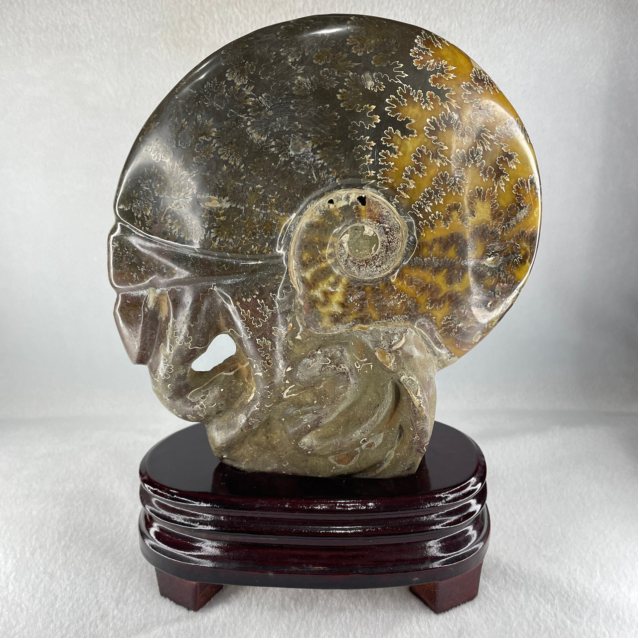 Natural Ammonite Ammonoid Fossil with Wooden Stand - Huangs Jadeite and Jewelry Pte Ltd