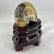 Natural Ammonite Ammonoid Fossil with Wooden Stand 257.9g 82.4 y 64.1 by 97.0mm - Huangs Jadeite and Jewelry Pte Ltd