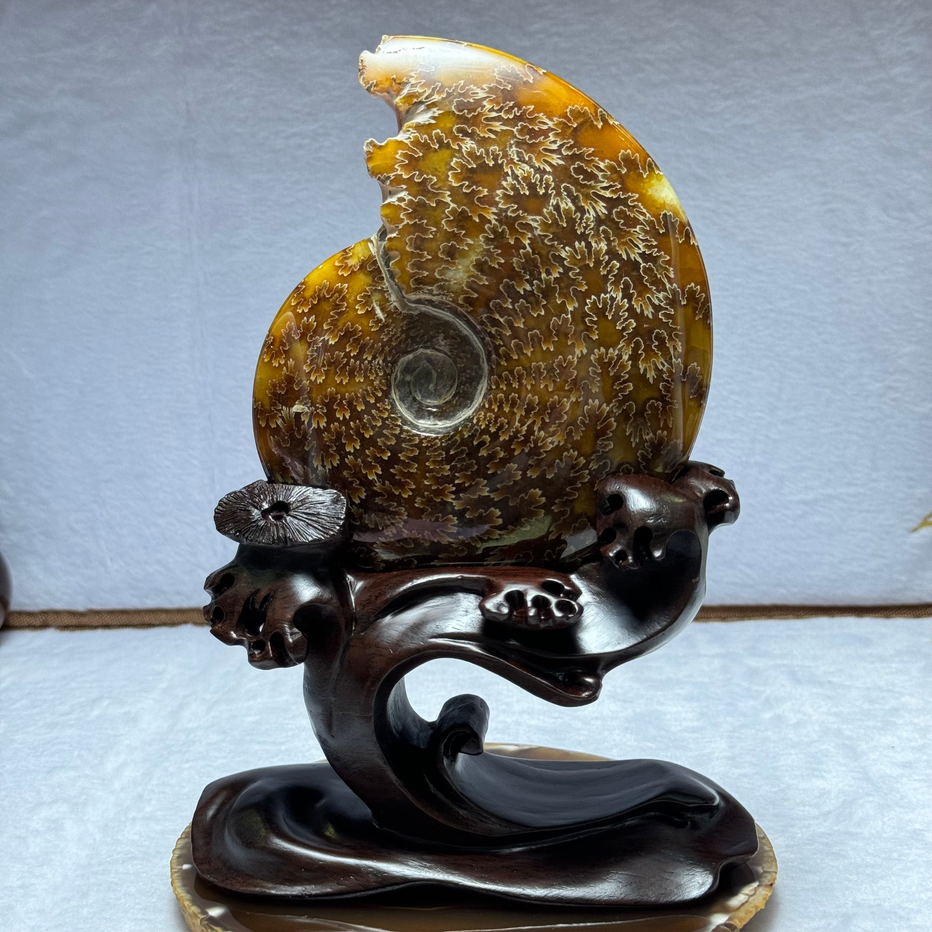 Ammonite Fossils & Jewelry Collection