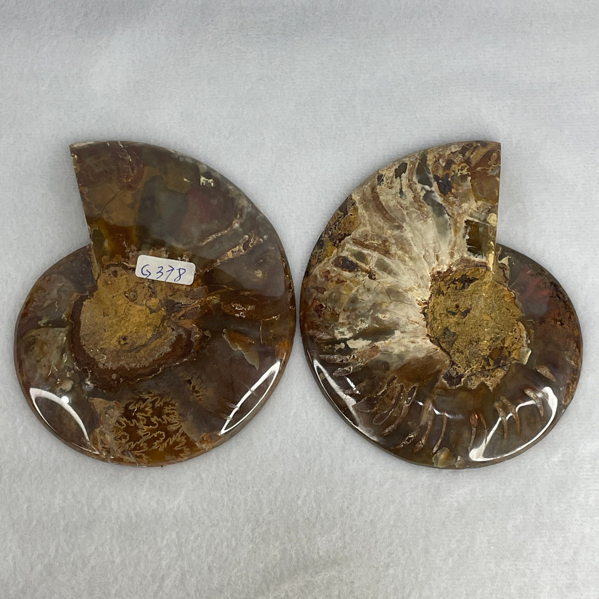 Natural Ammonite Ammonoid Fossil Pair Display Specimen | 121.5mm Mirror-Matched Chamber Matrix (377.0g Combined | 121.5x98.8x28.5mm)