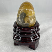 Natural Ammonite Ammonoid Fossil with Wooden Stand 257.9g 82.4 y 64.1 by 97.0mm - Huangs Jadeite and Jewelry Pte Ltd