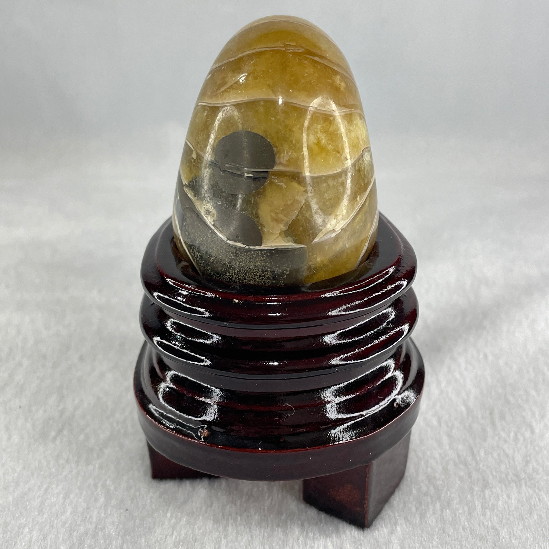 Natural Ammonite Ammonoid Fossil with Wooden Stand 257.9g 82.4 y 64.1 by 97.0mm - Huangs Jadeite and Jewelry Pte Ltd