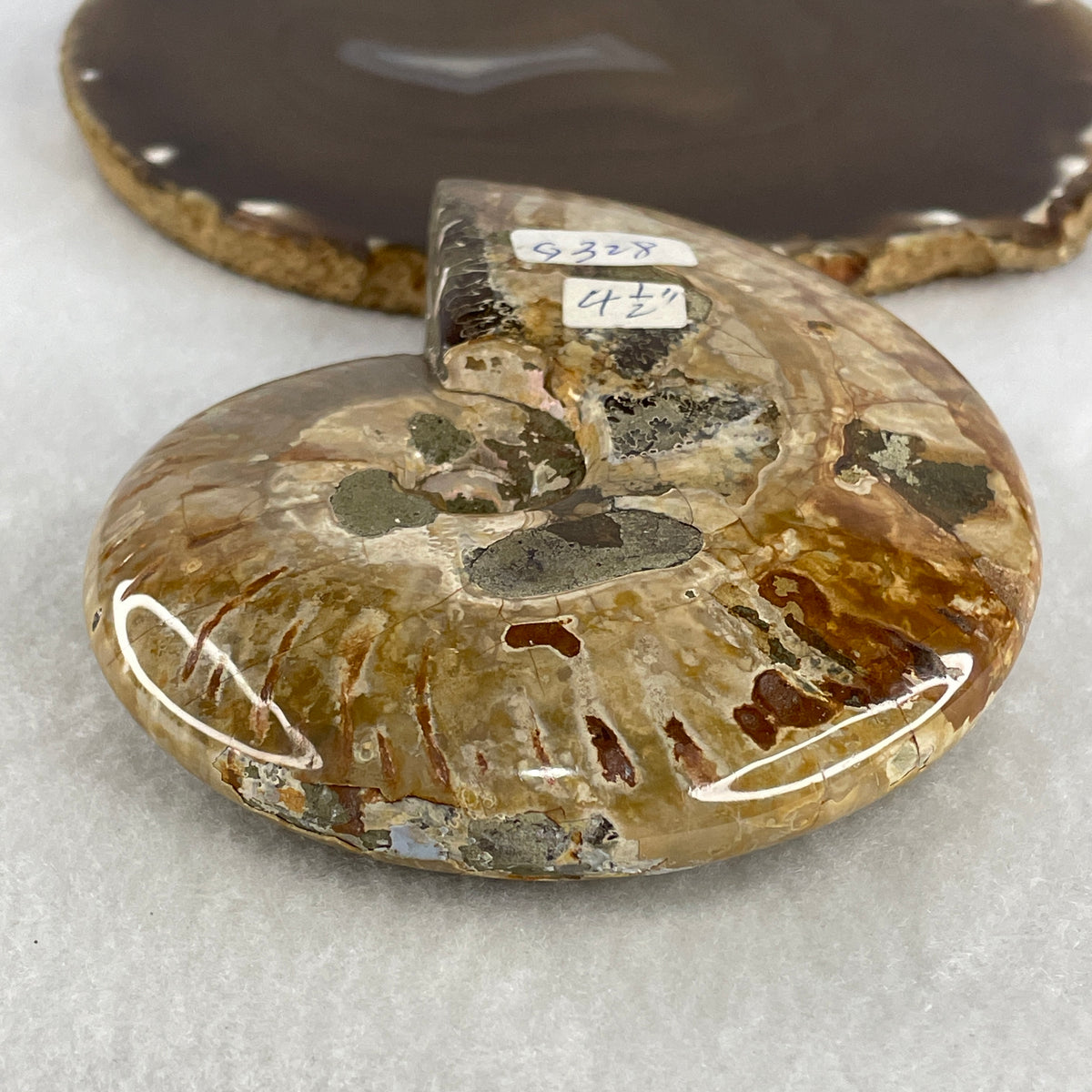 Natural Ammonite Ammonoid Fossil Display Specimen | 115.6mm Ancient Suture Spiral Matrix (326.7g | 115.6x89.2x29.3mm)