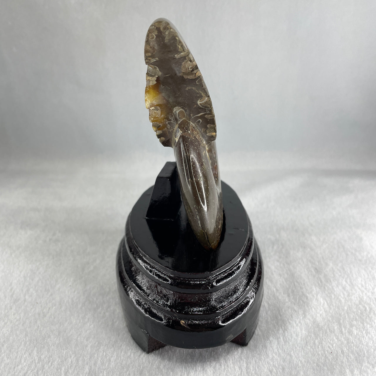 Natural Ammonite Ammonoid Fossil with Wooden Stand 441.7g 117.8 by 77.0 by 142.0mm - Huangs Jadeite and Jewelry Pte Ltd