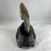 Natural Ammonite Ammonoid Fossil with Wooden Stand 441.7g 117.8 by 77.0 by 142.0mm - Huangs Jadeite and Jewelry Pte Ltd