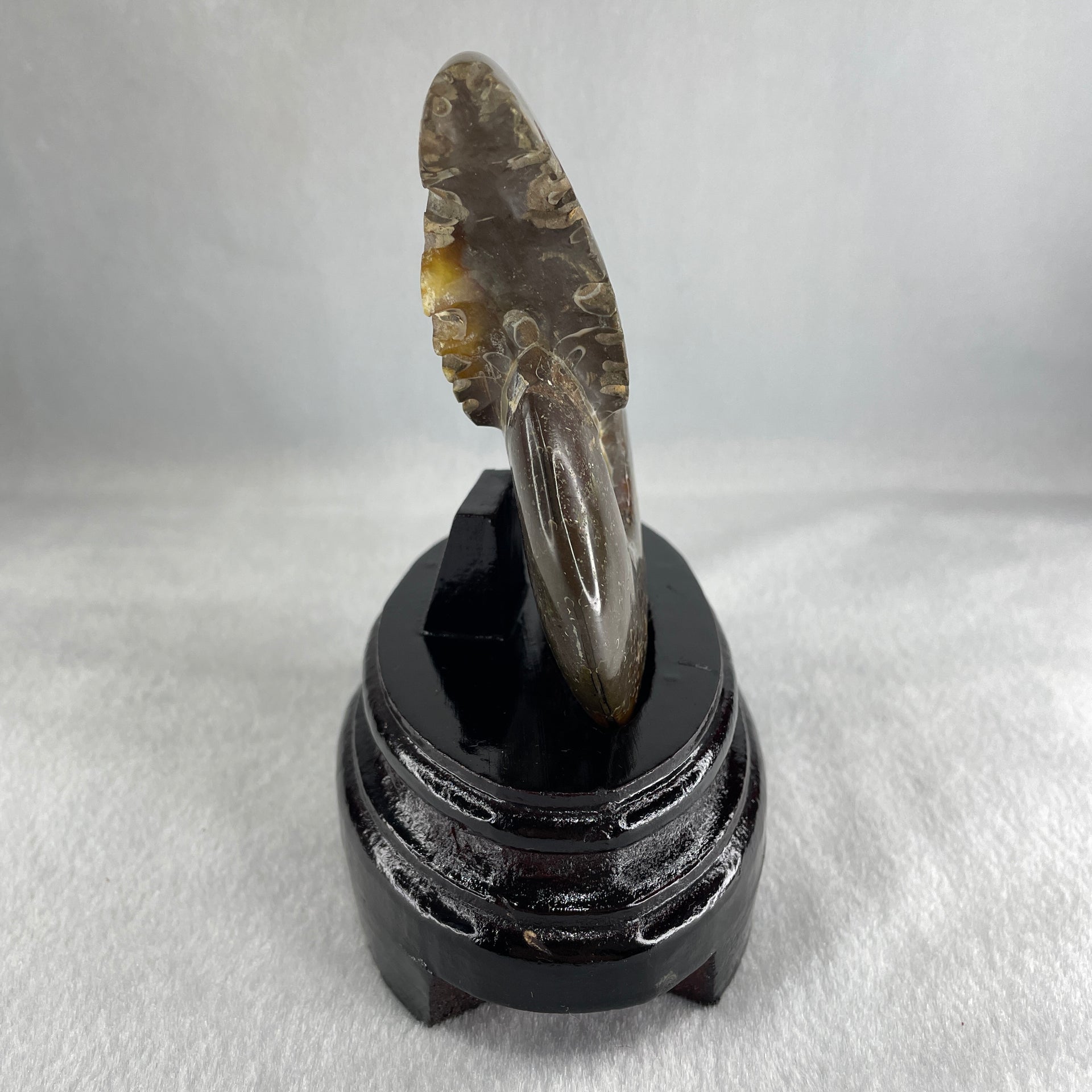 Natural Ammonite Ammonoid Fossil with Wooden Stand 441.7g 117.8 by 77.0 by 142.0mm - Huangs Jadeite and Jewelry Pte Ltd